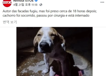 견주 지키려다 흉기에 수차례 찔린 강아지, 브라질을 울렸다
