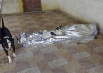 브라질서 구급차 늑장 출동에 숨진 주인 끝까지 지킨 반려견들