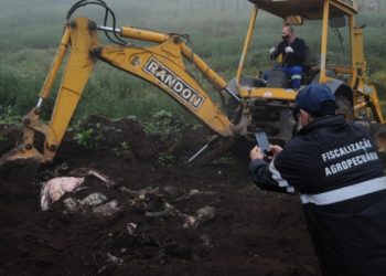제2의 말고기 파동?…브라질서 말 훔쳐 소고기로 팔아온 일당 잡혀