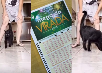 신비로운 고양이 밀루, 다수 대회 예측 적중…’천리안 고양이’로 화제