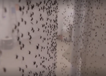 브라질, 뎅기열 급증…남부 지역 집중