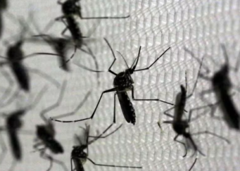 상파울루, 뎅기열 사망자 발생 및 증가 추세