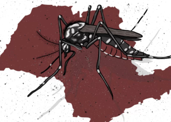 상파울루 주, 급증하는 뎅기열 확진자에 대응해 비상사태 선포