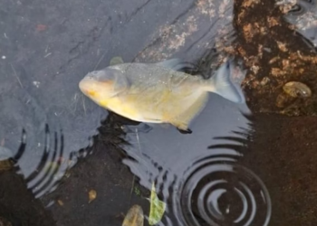 브라질 남부 도시 홍수 피해 지역에 피라냐 출현, 주민들 공포에 질려