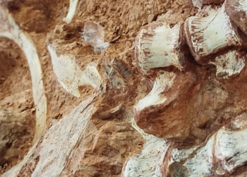 공룡 화석 2억 3,300만 년 만에 발견…브라질 고생물학자들의 성과