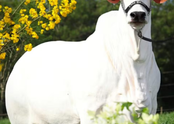 2,400만 헤알! 브라질 경매에서 소 한 마리가 세운 세계 기록