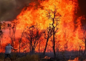 2024년 브라질, 사상 최악의 화재로 몸살…아마존 60% 피해