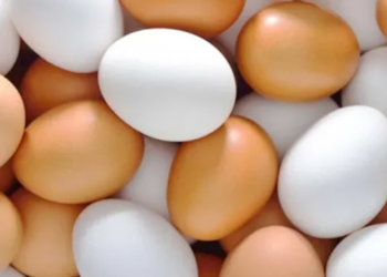 브라질 계란 가격 40% 급등…수요 증가·공급 부족이 원인