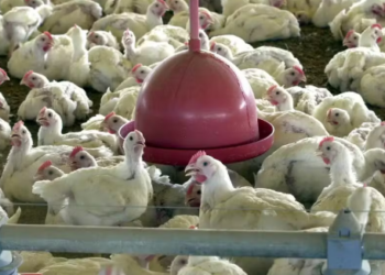 브라질서 첫 상업용 농장 AI 발생…중국, 브라질산 닭고기 수입 60일 중단