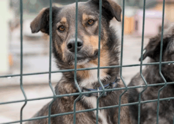 상파울루, 반려동물 쇠사슬 감금은 ‘학대’…금지법 통과