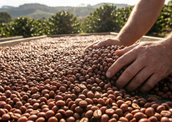 브라질 커피, 미국서 울고 아시아 서 웃었다…日·中 수출 두 자릿수 증가