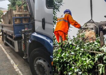 상파울루 시, 우기 대비 나무 가지치기 및 준설 작업 역대 최저치 기록