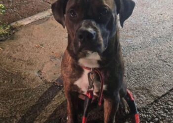 브라질한인회 “한식당 악성 루머는 명백한 허위…문화적 편견 멈춰야”