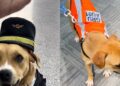 “경찰견 아니에요, 힐링 담당입니다”…상파울루 공항 취업한 유기견 ‘찰리’