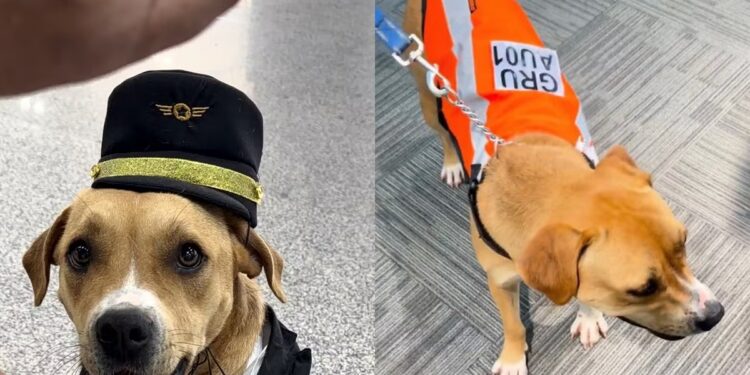 “경찰견 아니에요, 힐링 담당입니다”…상파울루 공항 취업한 유기견 ‘찰리’