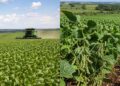 BKC e SaeFarm firmam parceria para levar IA e tecnologia de satélite ao agronegócio brasileiro
