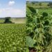 BKC e SaeFarm firmam parceria para levar IA e tecnologia de satélite ao agronegócio brasileiro